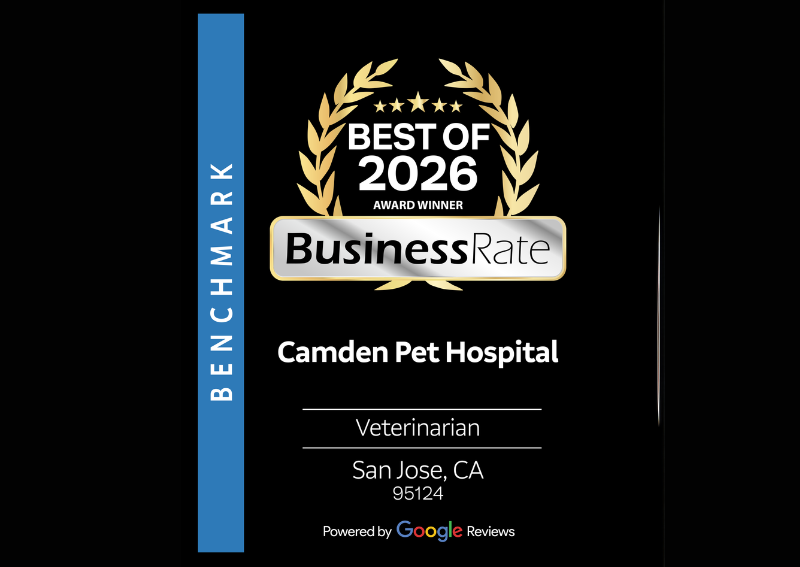 Carousel Slide 3: Best Veterinarian in Silicon Valley