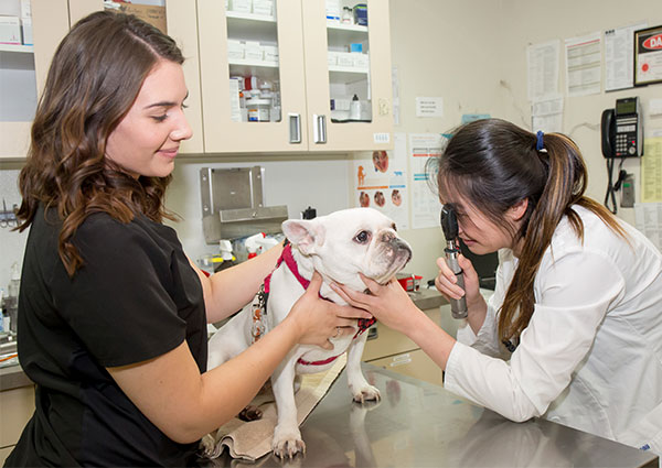 Carousel Slide 4: San Jose Dog Veterinarian