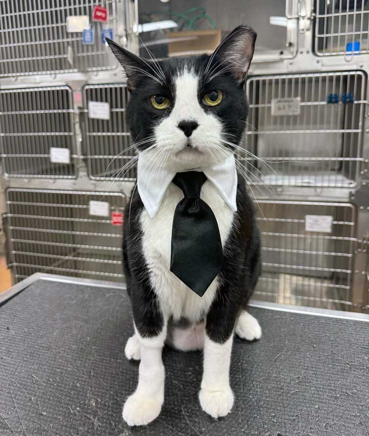 Clinic Cat